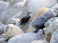 /album/some-overseas-trips/wall-creeper-at-corbett-park-jpg/